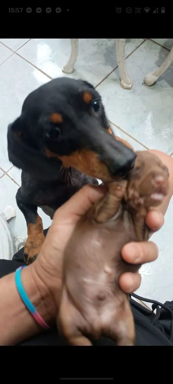 Cachorro Dachshund - Foto 2