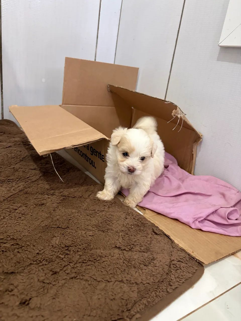 Vendo filhote de  Lhasa Apso - Foto 4