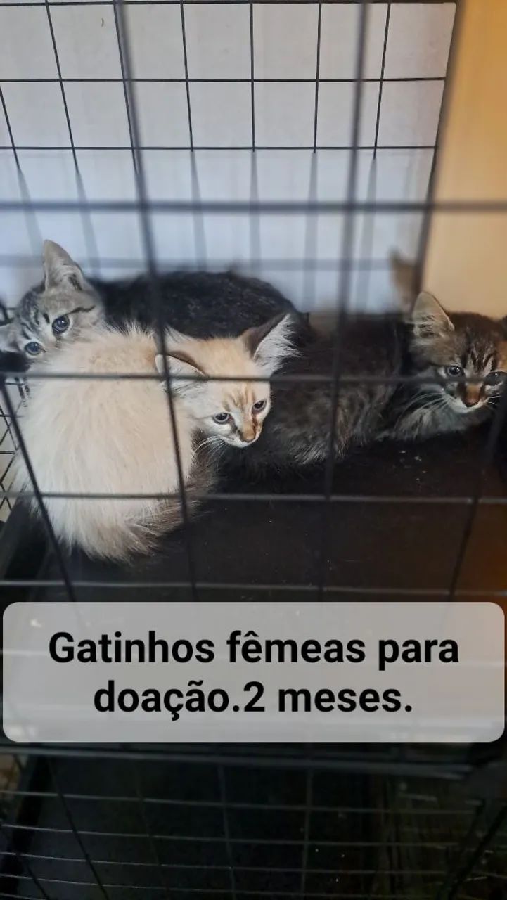 Gatinhos para doação