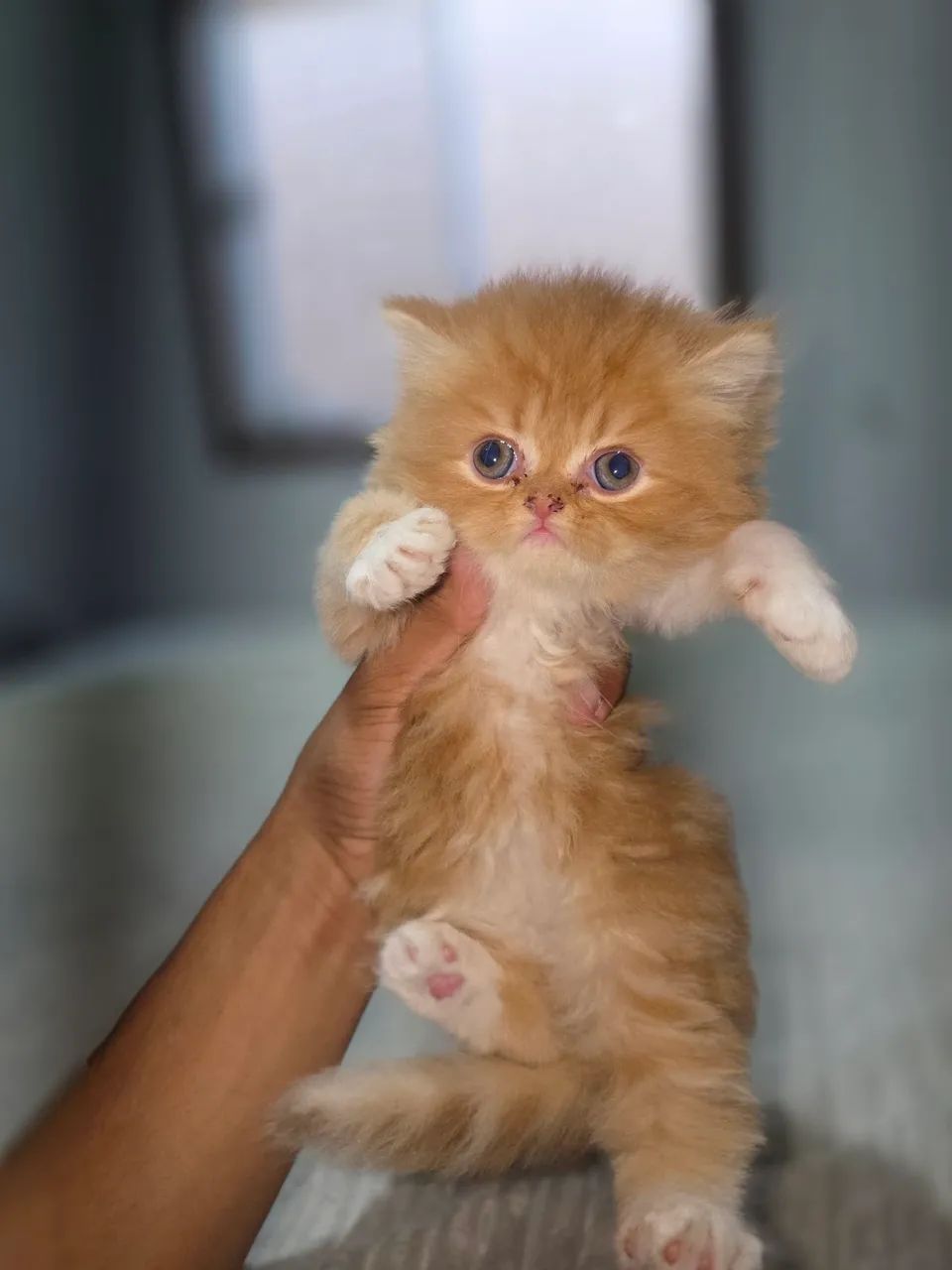 Gato persa  - Foto 6