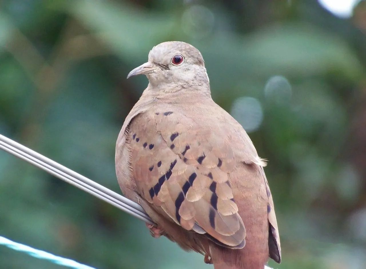 Câmera fotográfica nikon l315 - Foto 6