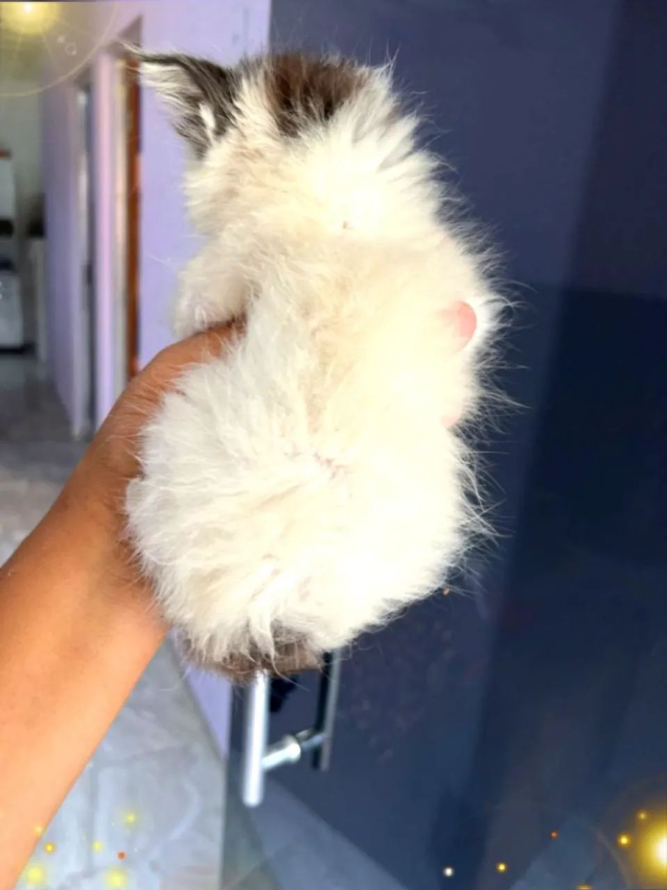 Gatinhos Maine coon - Foto 4