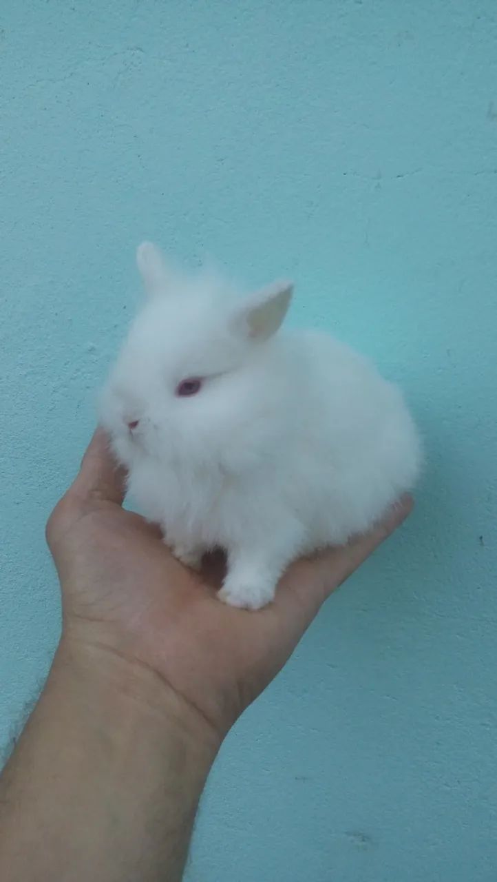 Míni coelhinho 