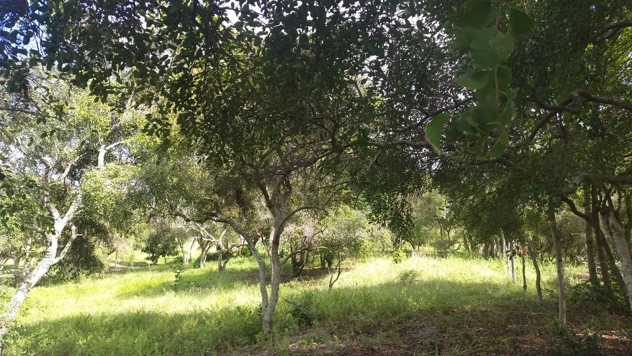 área lagoa tambaquis beira lagoa - Foto 3