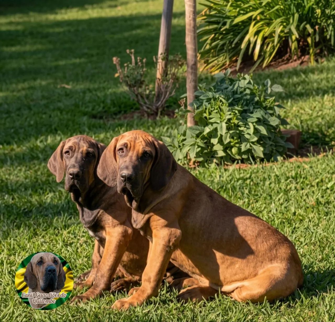 Fila Brasileiro  - Foto 3