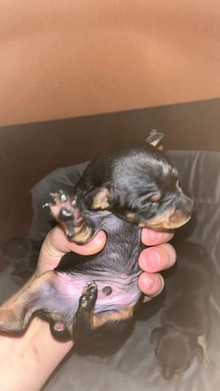Cachorro picher n 01 - Foto 3