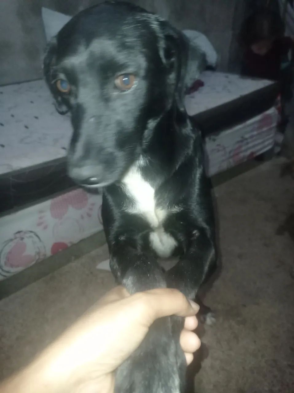 Adoção responsável 