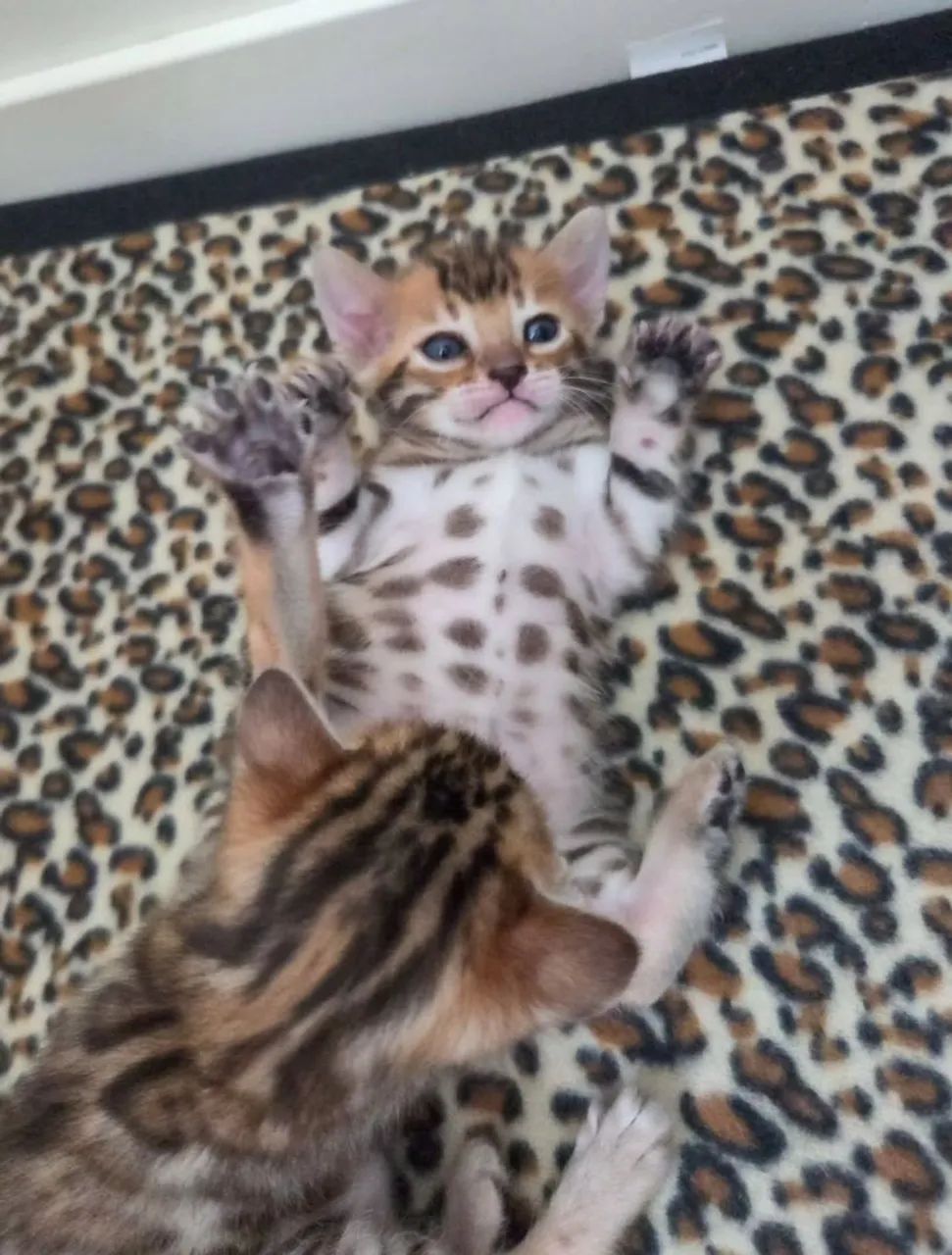 Bengal Cat Filhotes - Foto 4
