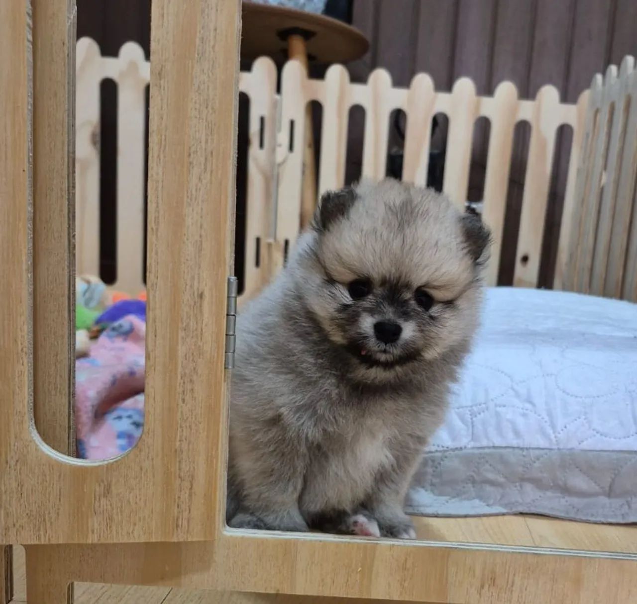 Filhotes de Spitz Alemão  - Foto 2