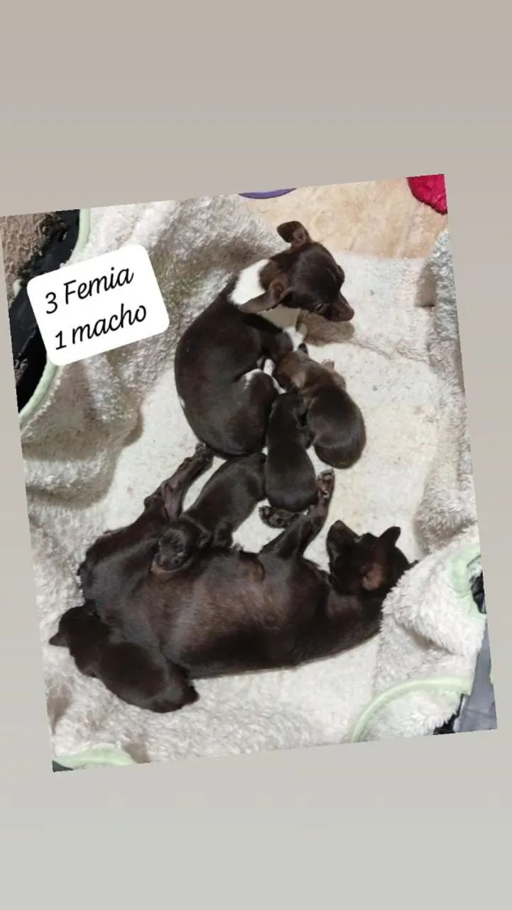 cachorro Pincher 