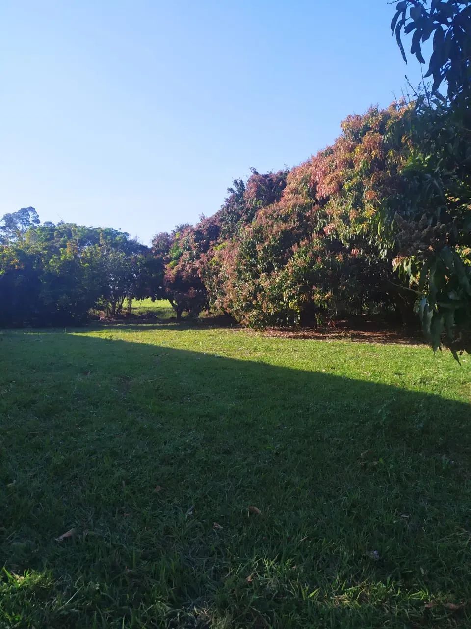 Fazenda em Munhoz de Melo - Paraná - Foto 5