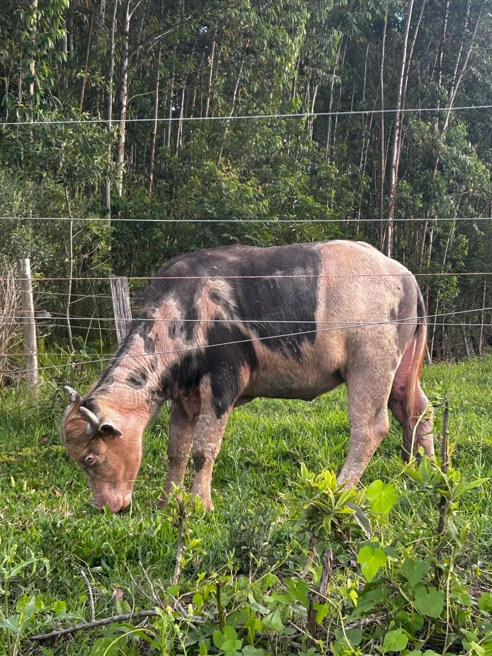 Búfala fêmea malhada  - Foto 3