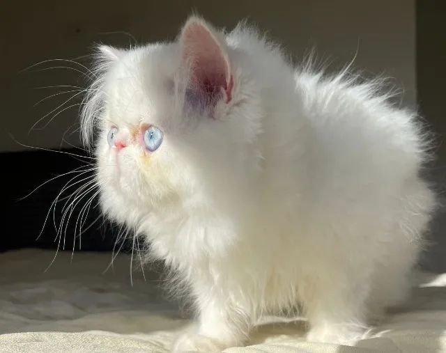 Top Top Show Persa Macho Filhote, Pelo Longo Extremado Com 68 Dias Super Lindo - Foto 4