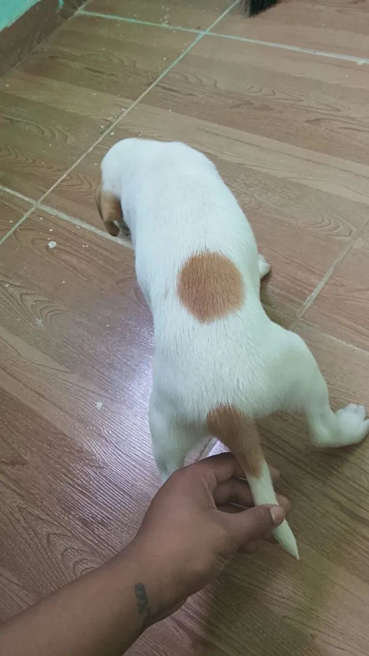 Cachorro  - Foto 4