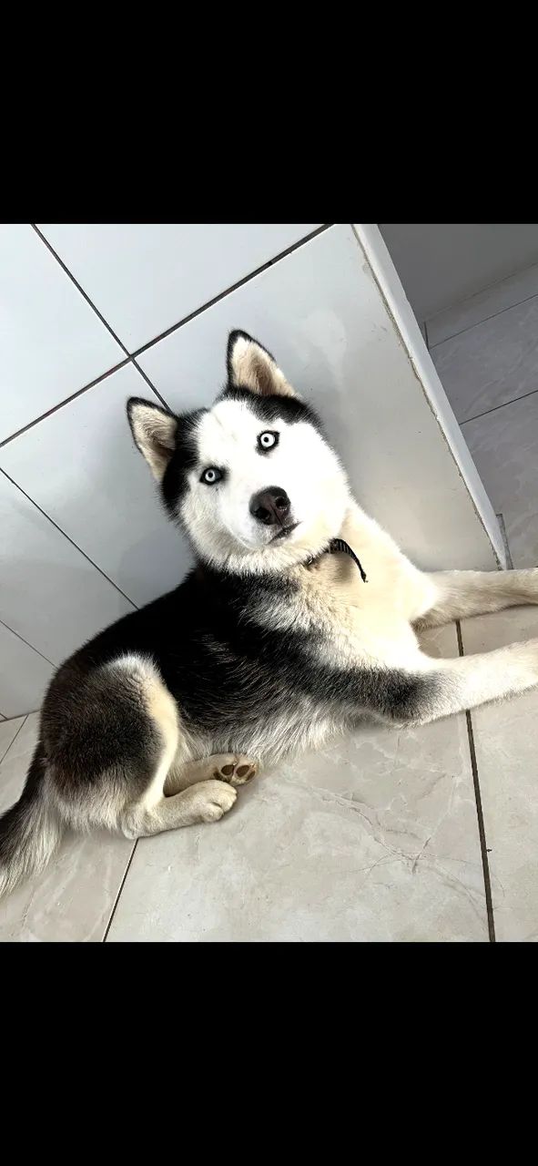 Cachorro - Foto 2