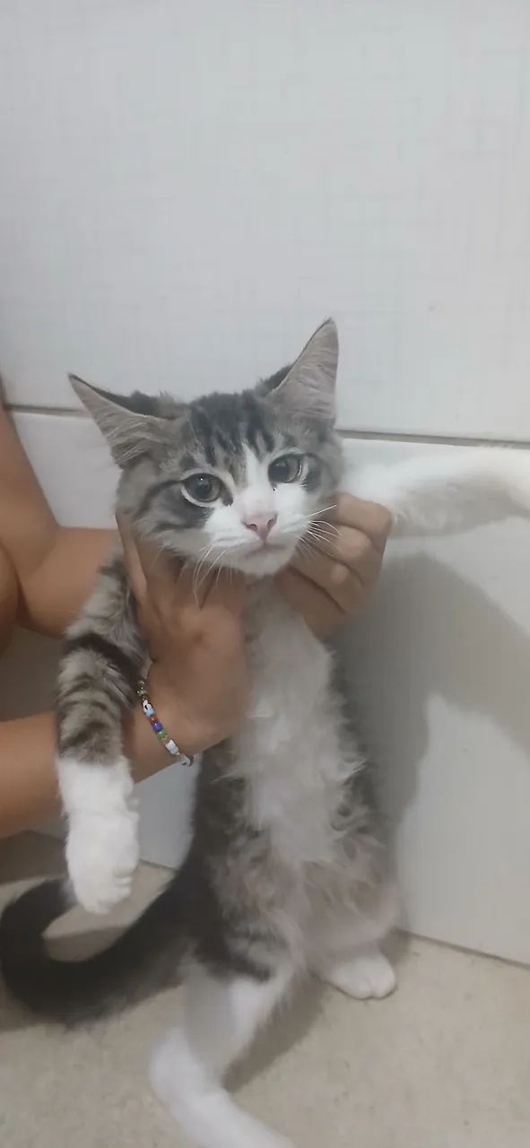 Gato 