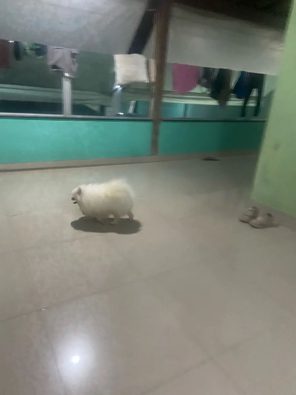 Spitz alemão  - Foto 5