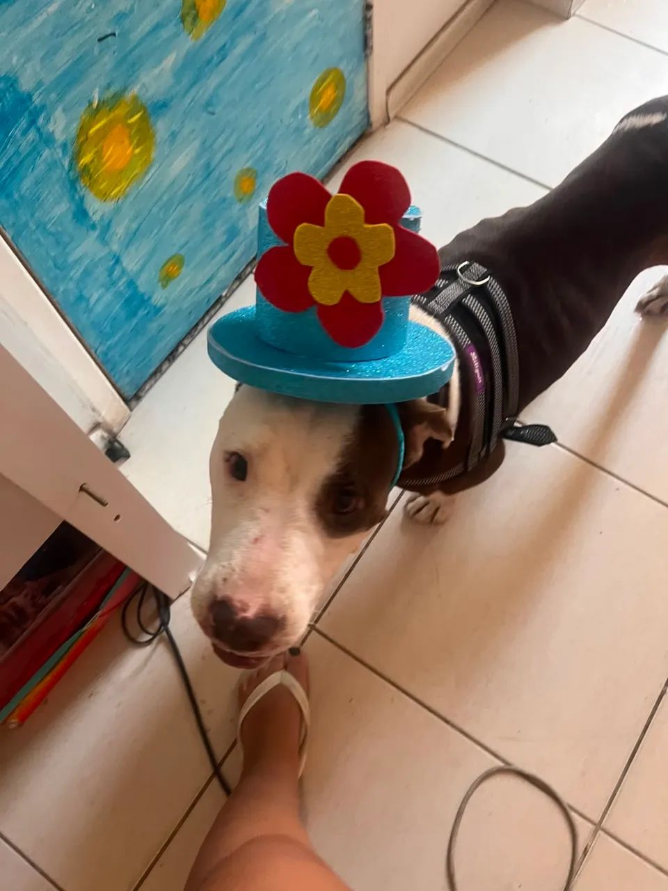 Adoção de cachorro pitbull - Foto 4
