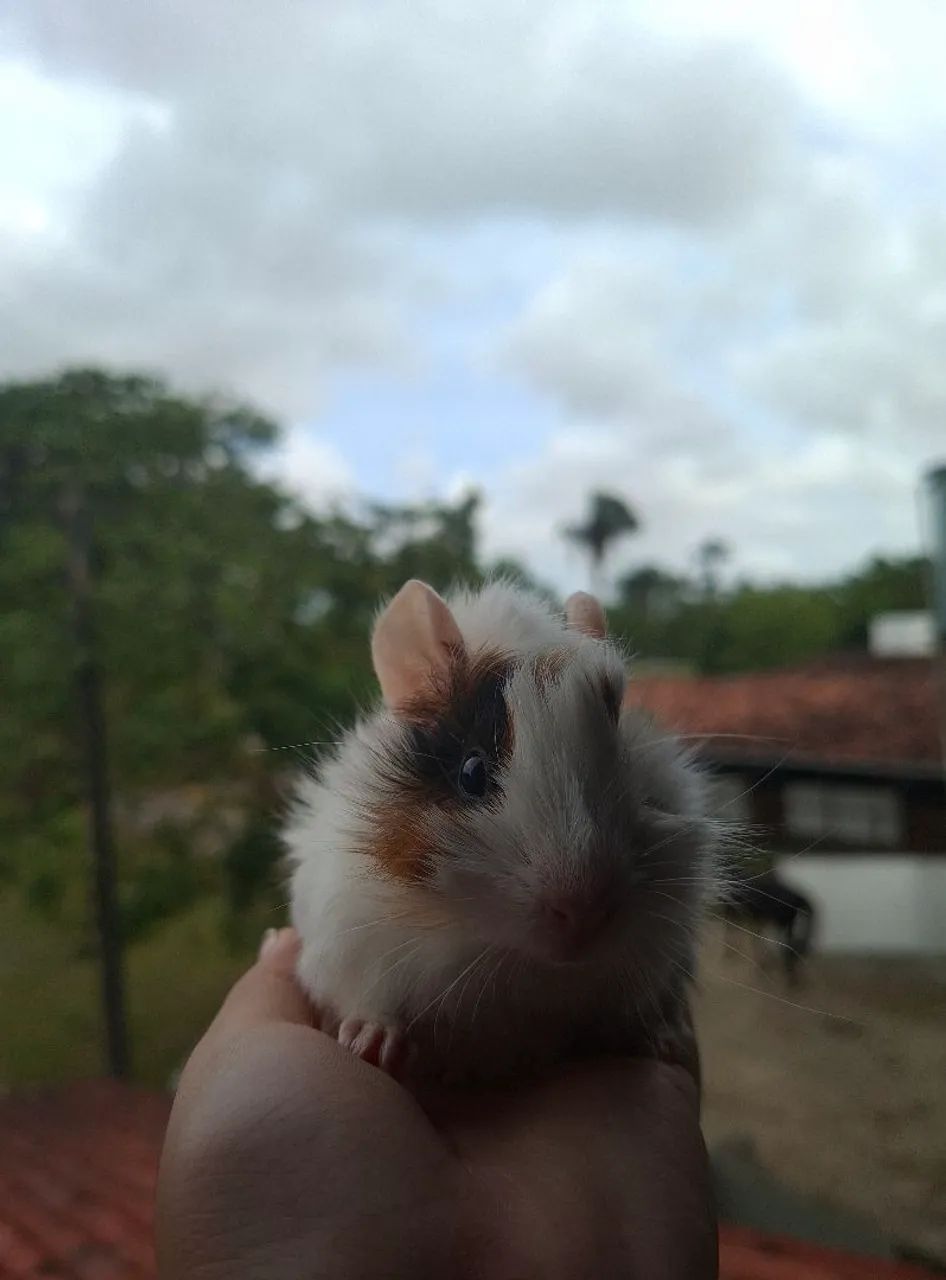 Porquinho da Índia  - Foto 3