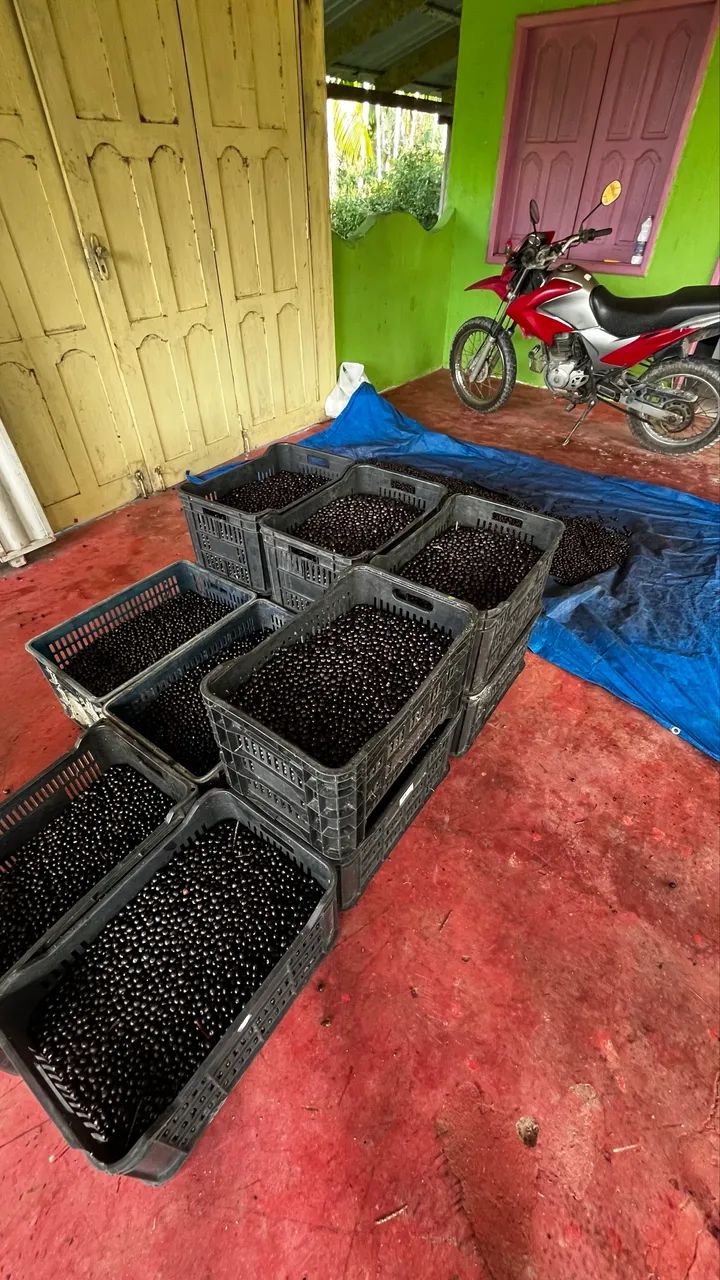 Saca de açaí em Caroço - 50 kgs - Ótima Qualidade