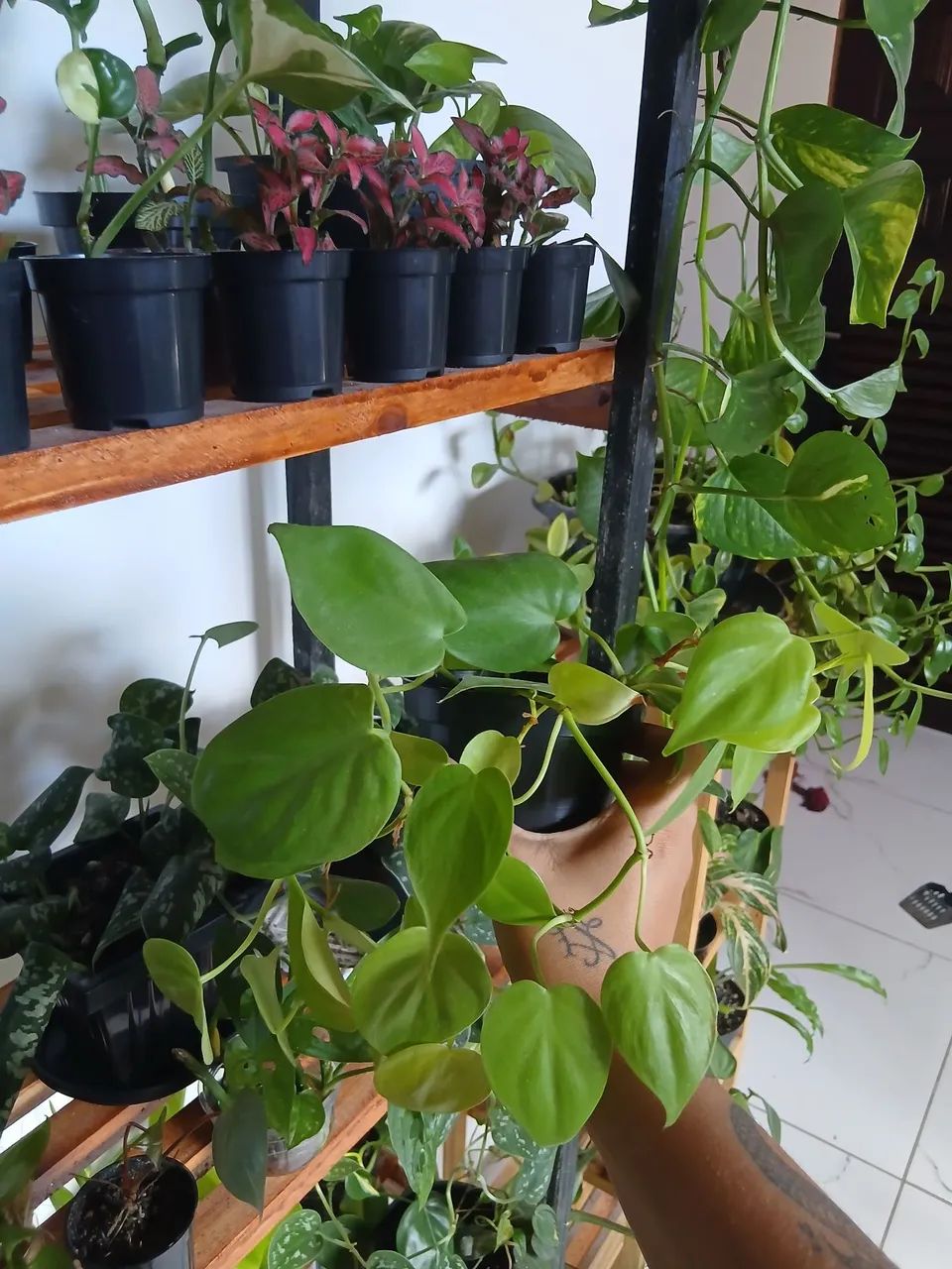 Plantas  - Foto 5