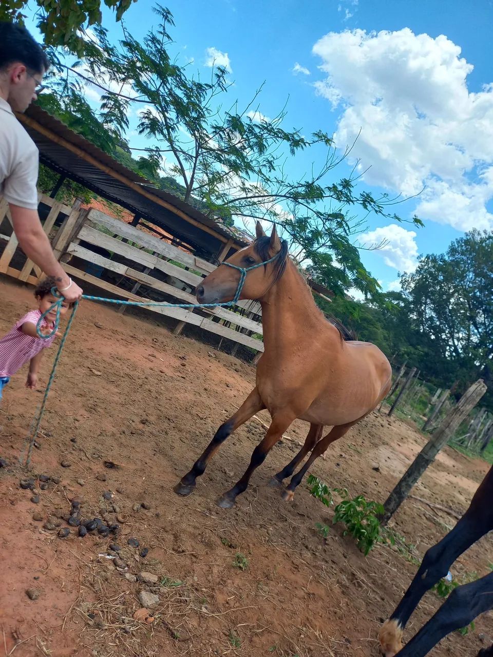 Vendo cavalo - Foto 5