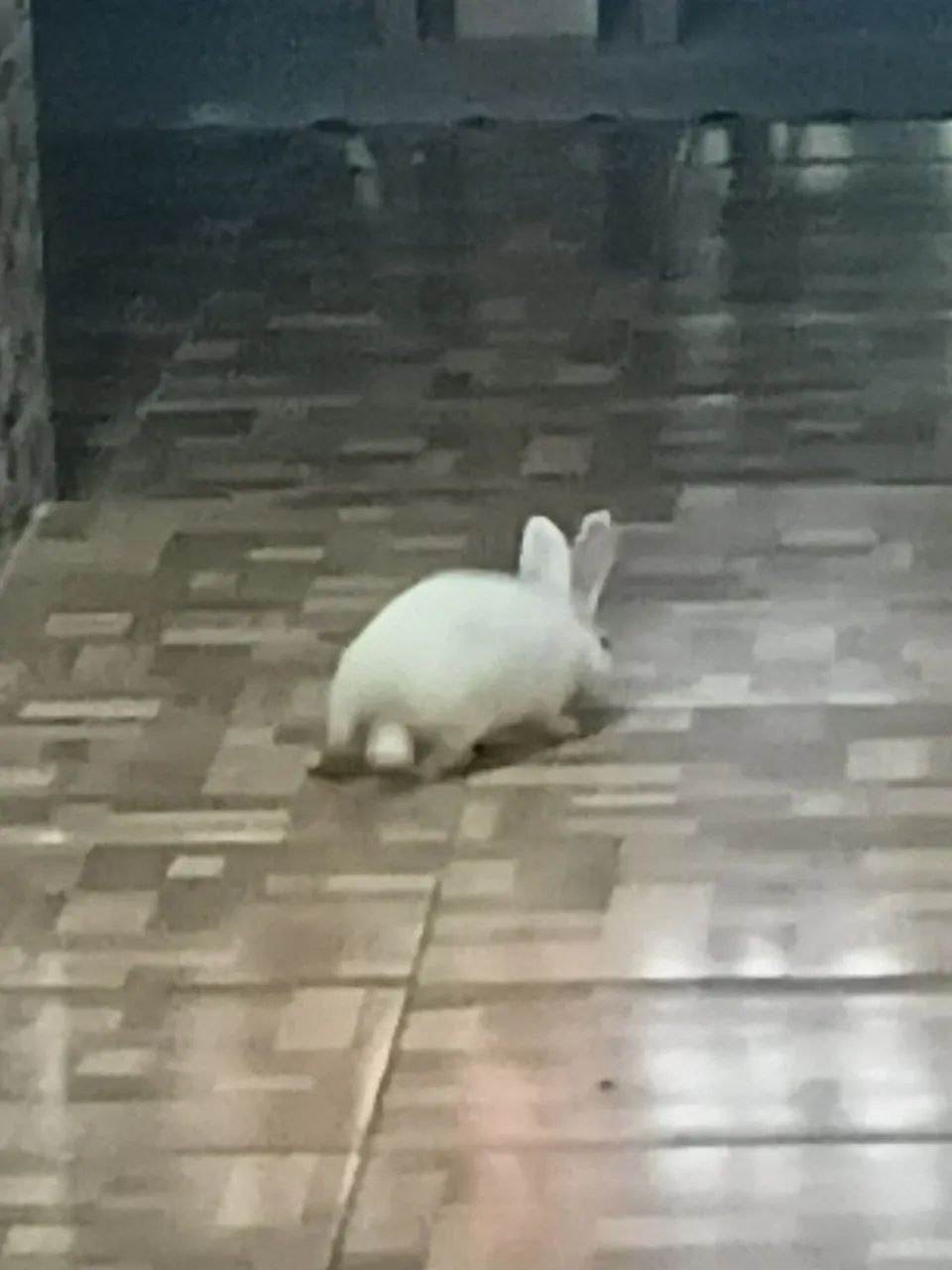 FILHOTE DE COELHO BRANCO 45 DIAS DE VIDA FÊMEA  - Foto 4