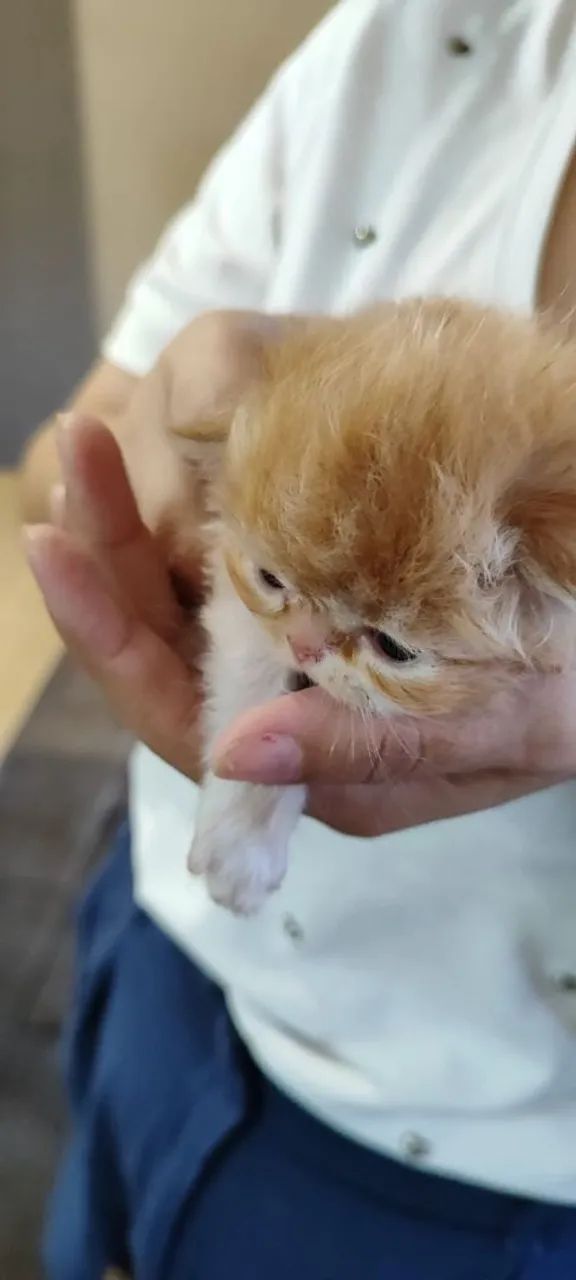 Gatos Persas - Foto 5