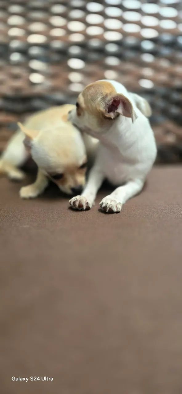 Chihuahua  - Foto 4