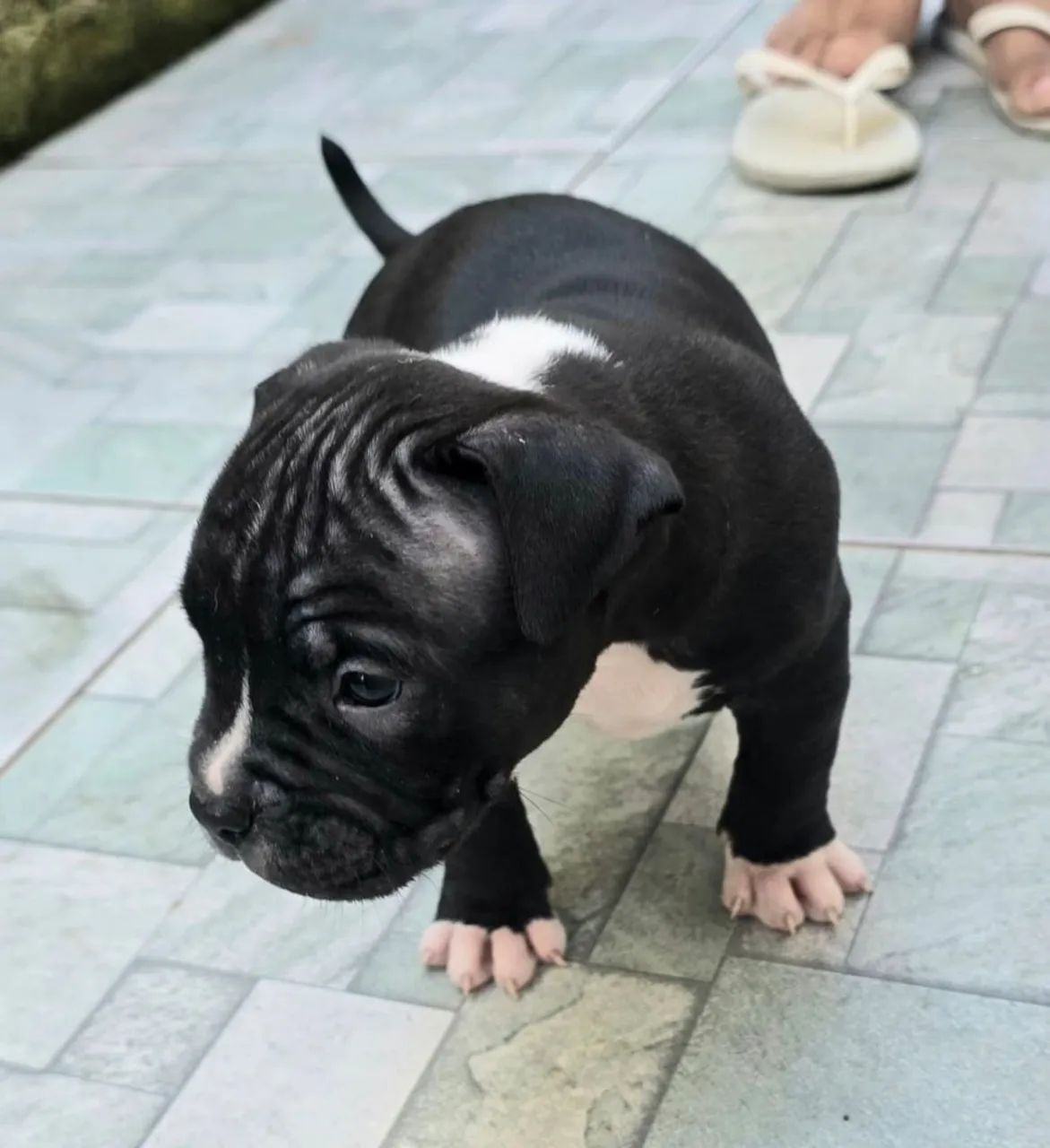 Américan Bully  - Foto 4