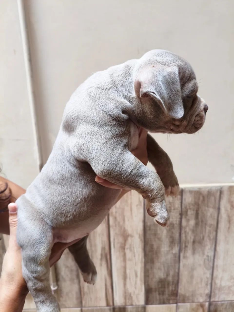 FILHOTES DE AMERICAN BULLY POCKET - Foto 2