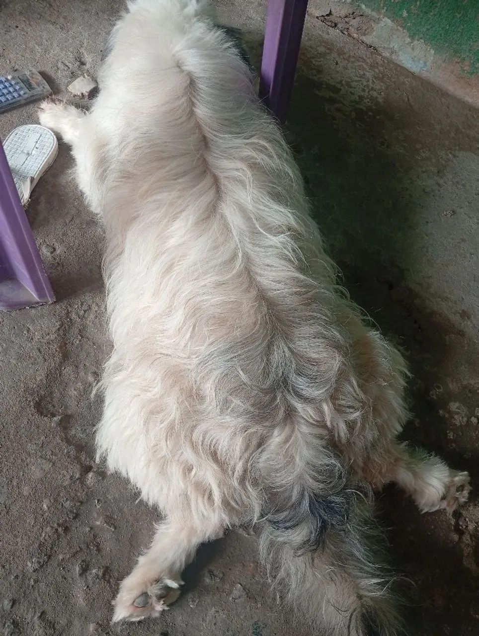 Cachorro pra vender  - Foto 2