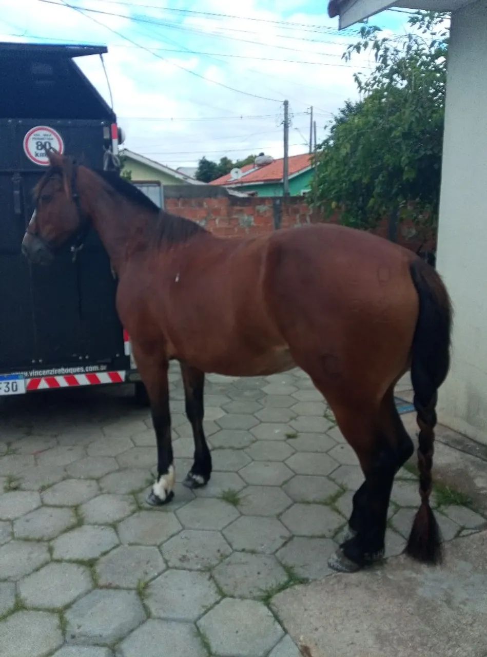 Égua crioula - Foto 2