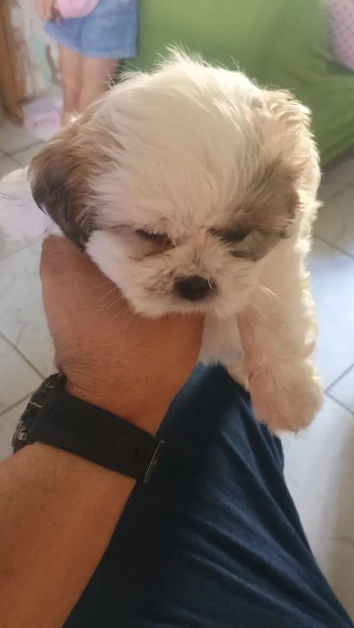 Shih Tzu  - Foto 2