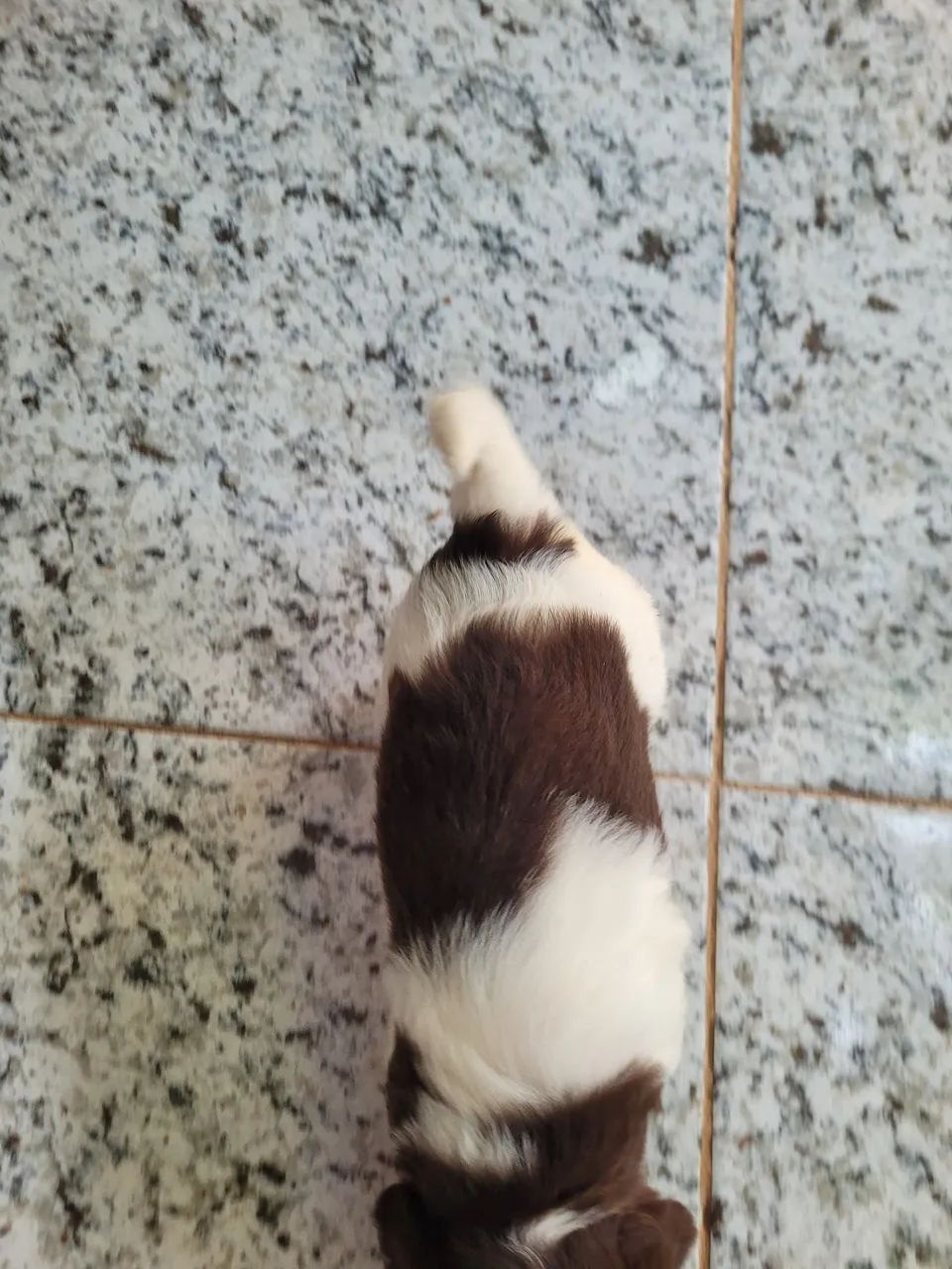 Filhote de shitsu com o macho 