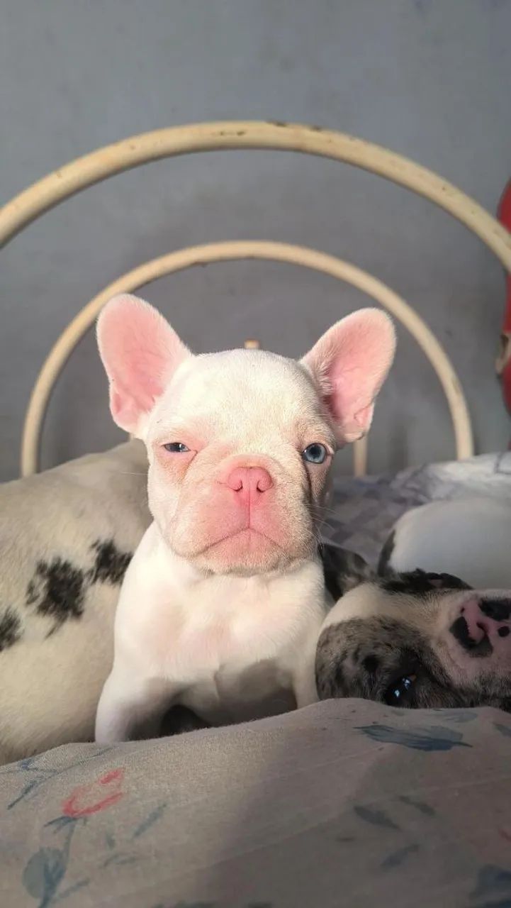 Buldogue francês  - Foto 3