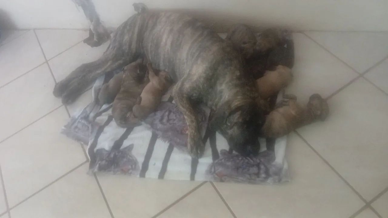 Filhotes de Fila brasileiro!