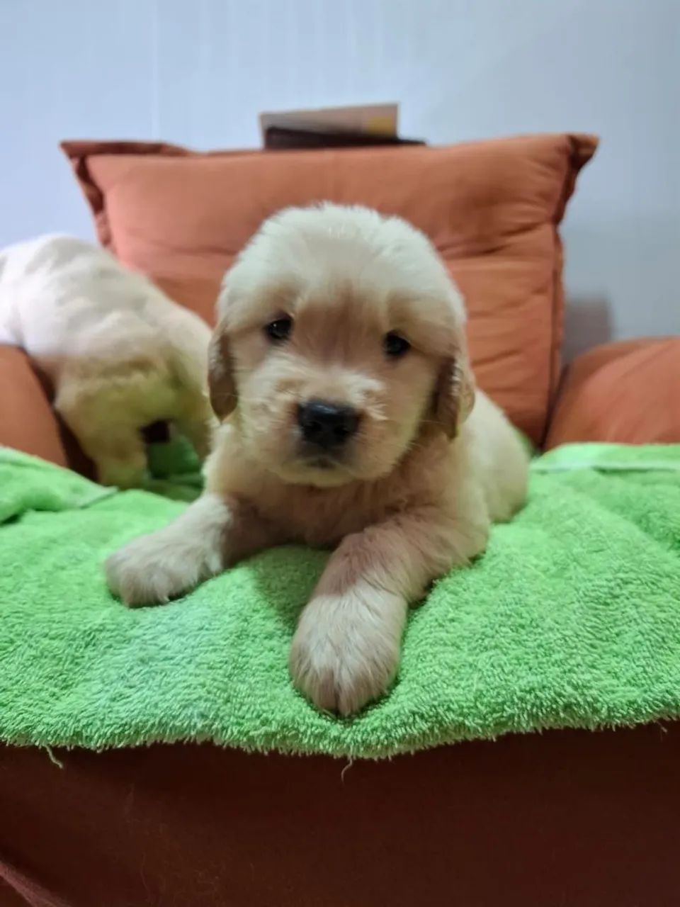 Disponivel Golden Retriever  - Foto 5