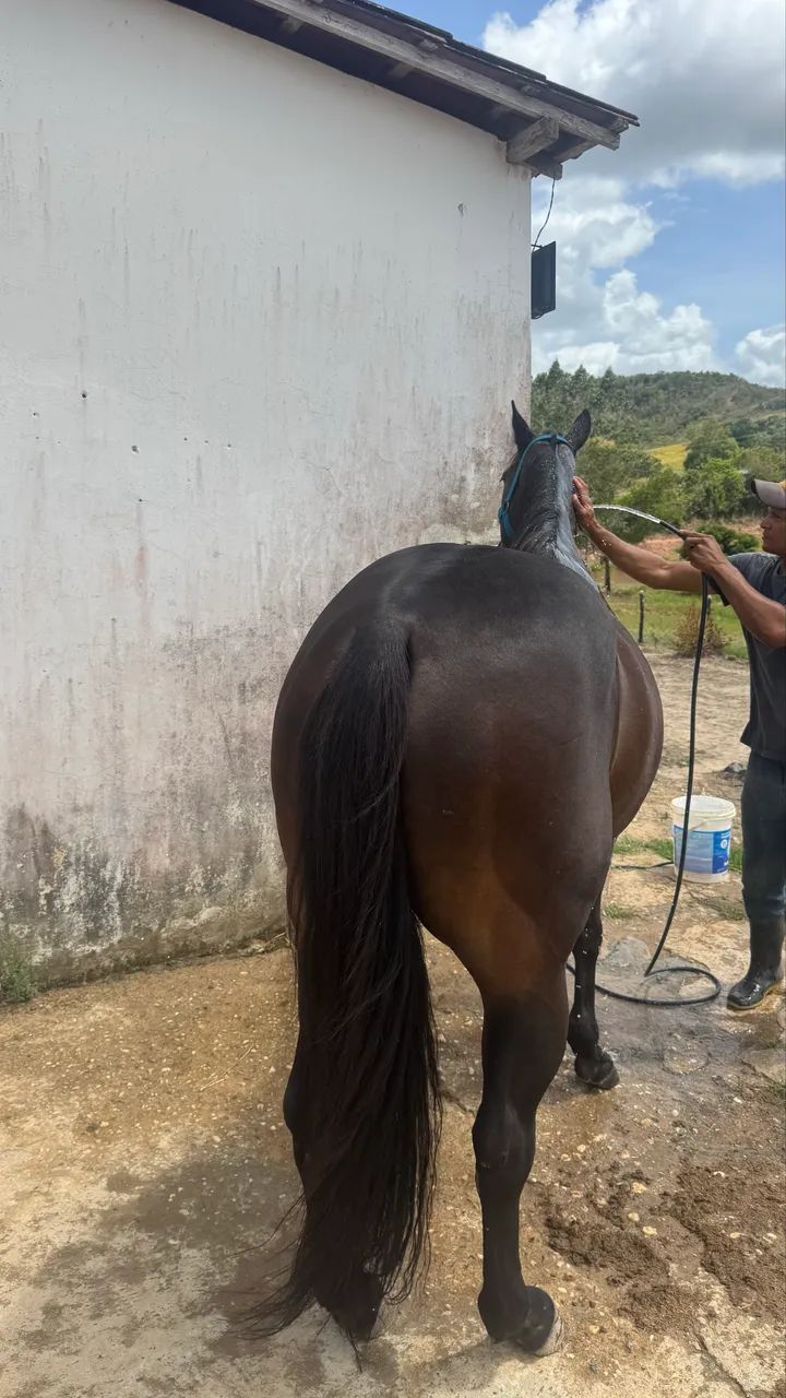 Égua quarto de milha pura 