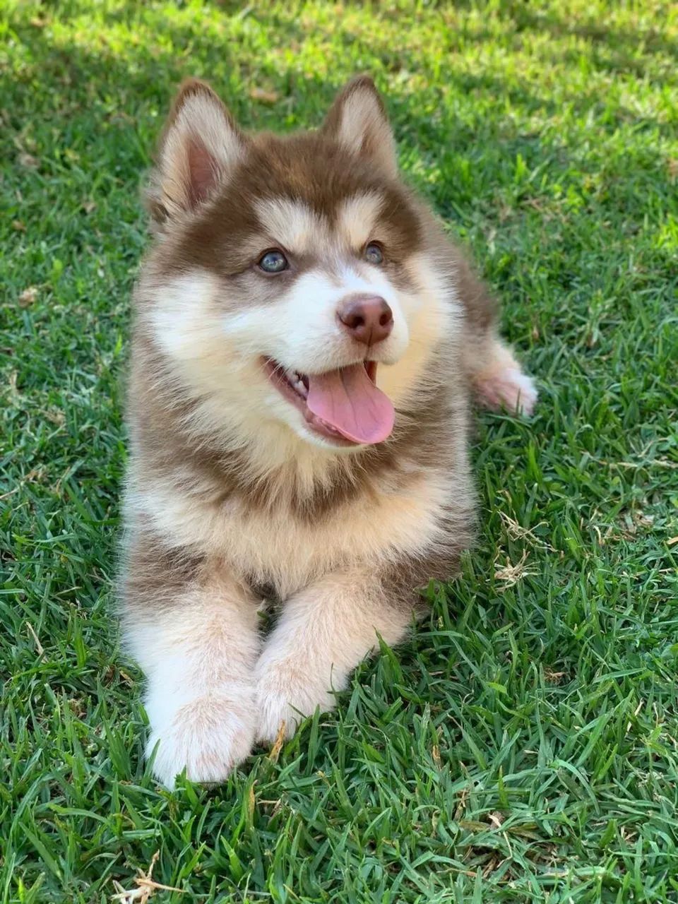 Husky siberiano  - Foto 2