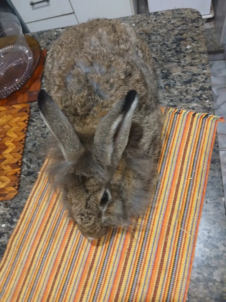 coelha pronta engravidar com 4kg - Foto 6