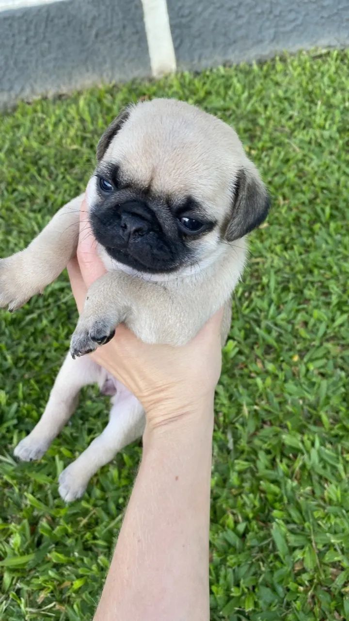 Pug filhote macho 