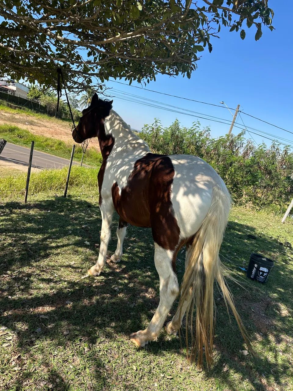 Cavalo valor 3700