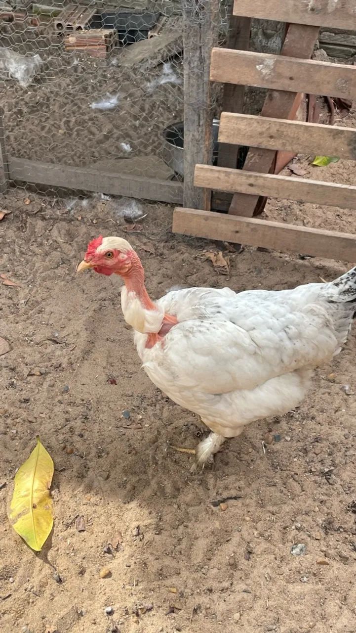 Galinha  - Foto 4