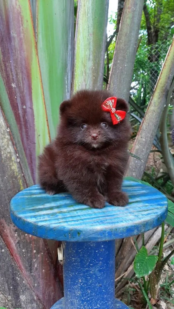 Spitz alemão/luludapomerania fêmea chocolate anã 