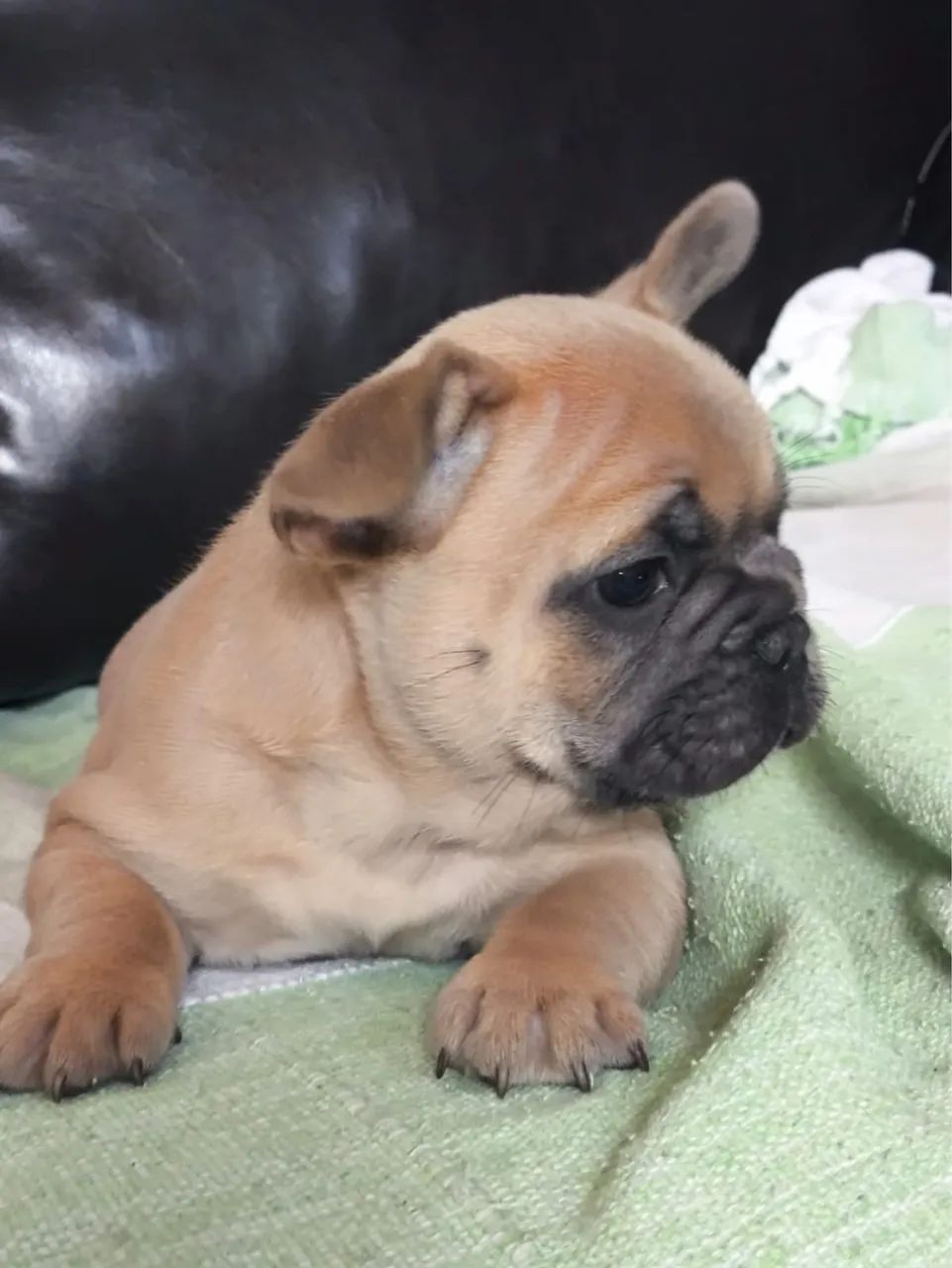 Buldogue francês macho  - Foto 2
