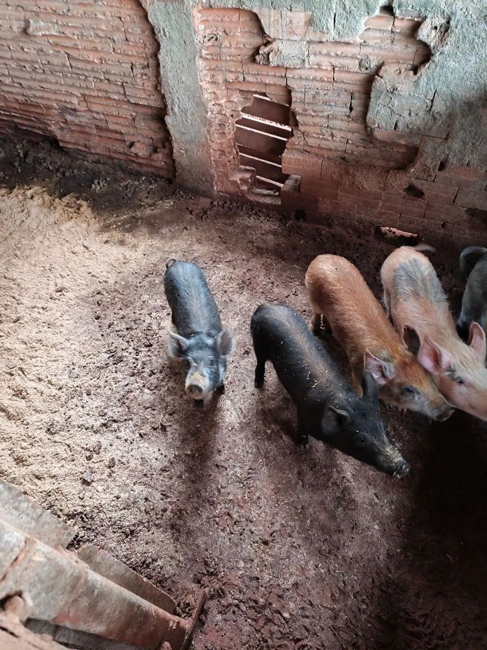Leitão  - Foto 2
