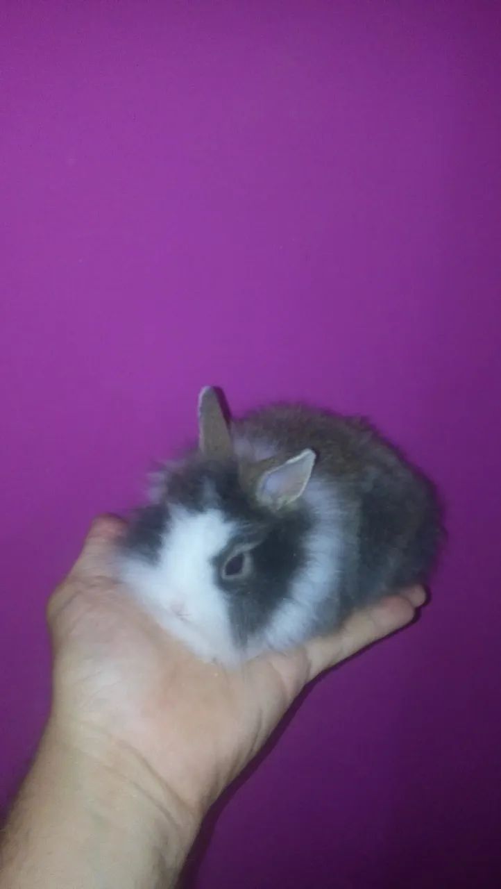 Míni coelhinho  - Foto 2