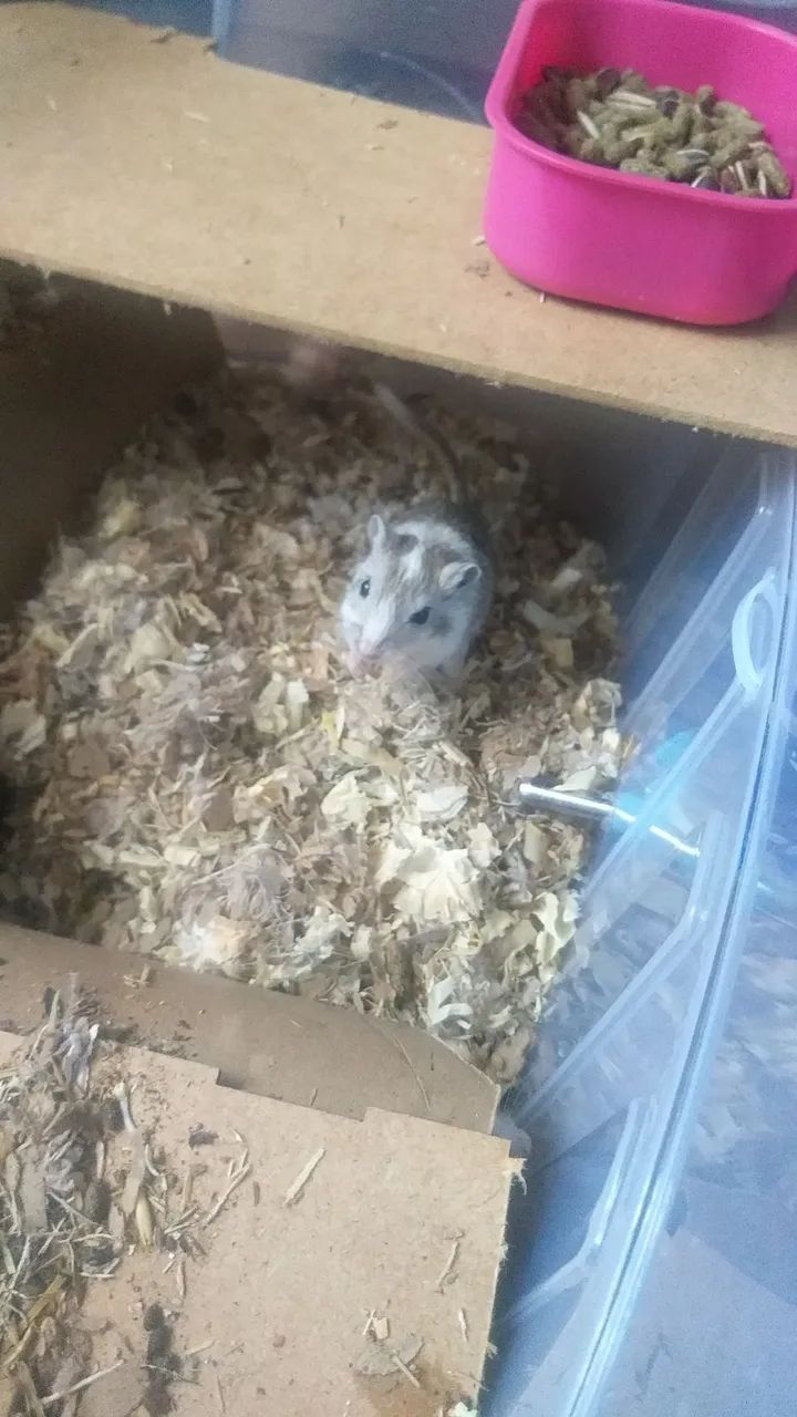 Vendo Gerbil  - Foto 4