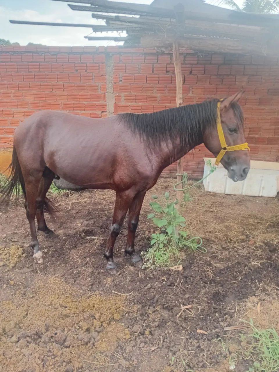 Cavalo pra venda ou troca 